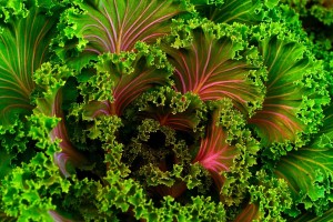 Leafy greens such as Moringa and Kale can fight Diabetes 
