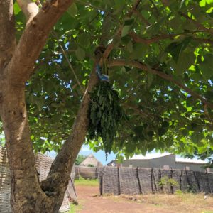 Moringa Trees in Senegal