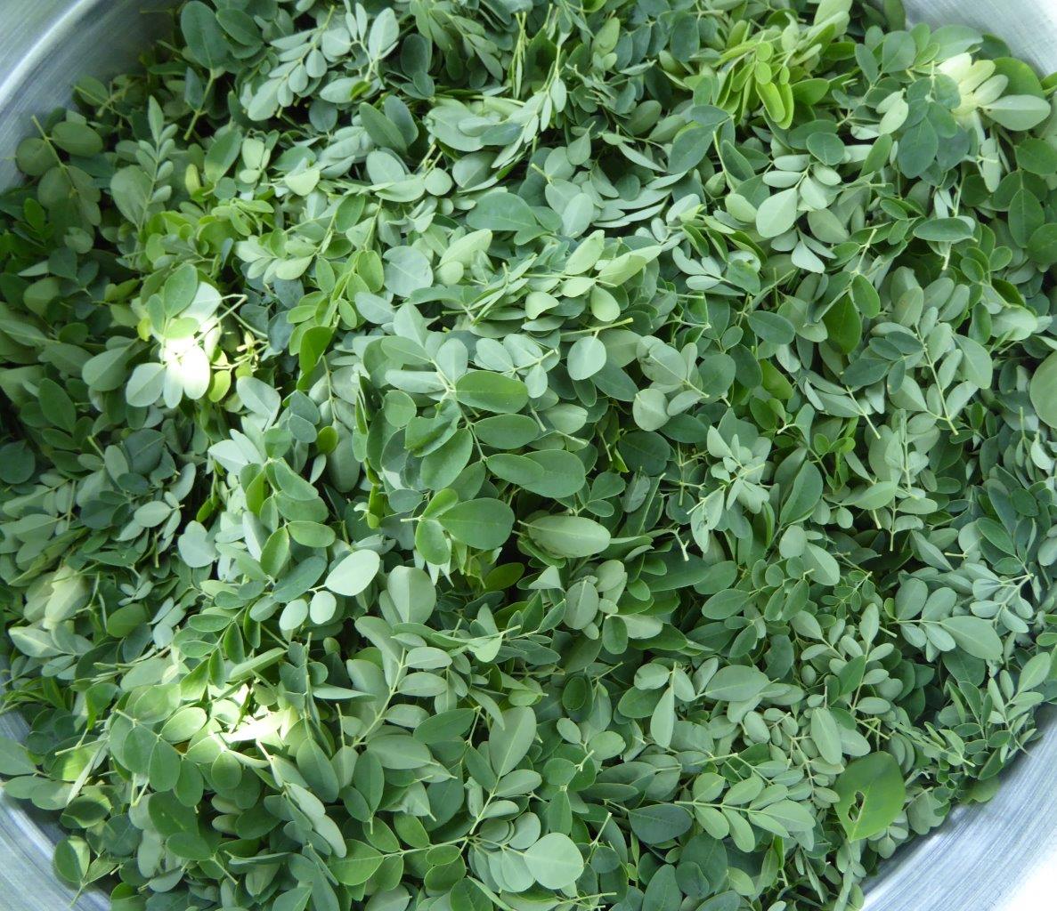 Moringa leaves for moringa sauce