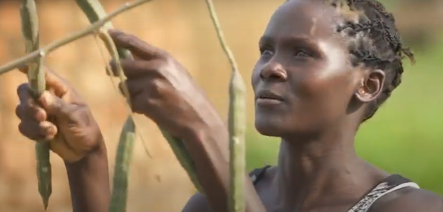 female farmer tending to moringa plants by hand