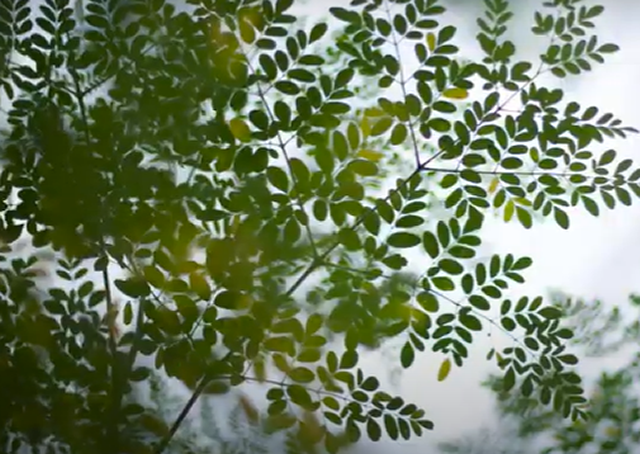 the bright leaves of a moringa tree 